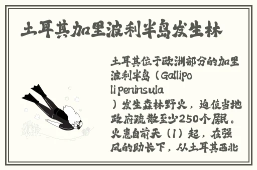 温柔之乡意大利满天星